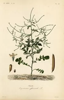 Hedge mustard, Sisymbrium officinale