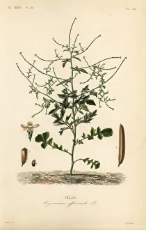Reveil Collection: Hedge mustard, Sisymbrium officinale