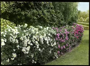 Hedge of roses