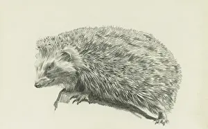 Hedgehogs Prints: A hedgehog