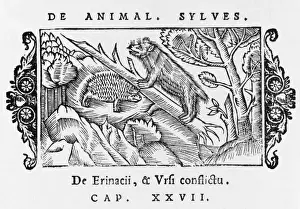 Hedgehogs Prints: Hedgehog & Bear 1555