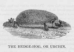 Alas Gallery: Hedgehog (Bewick)