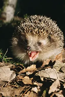Insectivore Prints: HEDGEHOG - calling