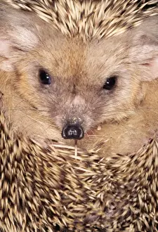 Insectivore Prints: HEDGEHOG - close-up of face