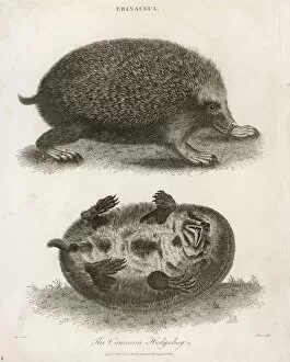 Angles Gallery: Hedgehog / Common 1803