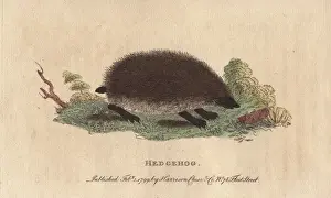 Hedgehog Prints: Hedgehog, Erinaceus europaeus