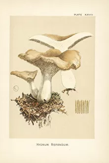 Hedgehog mushroom, Hydnum repandum