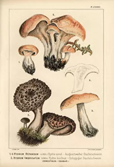 Hedgehog mushroom, Hydnum repandum, and scaly