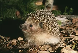 Insectivore Prints: HEDGEHOG - searching for food