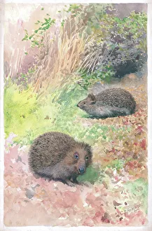Hedgehogs
