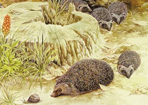 Hedgehogs