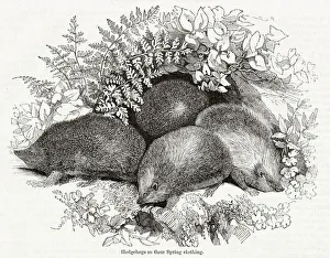 Images Dated 4th December 2019: Hedgehogs (Erinaceus europaeus) in the spring