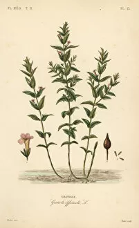 Oudet Gallery: Hedgehyssop or herb of grace, Gratiola officinalis