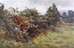 Hedgerow with Berries