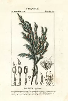 Aquatica Gallery: Hedwigia aquatica moss