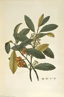 Hedycarya arborea, pigeonwood tree