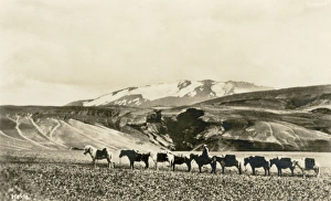 Hekla (volcano) and a pony train, Iceland