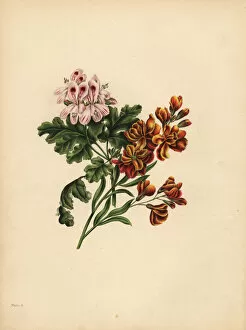 Botanic Collection: The Helen Geranium, Preference; The Garden