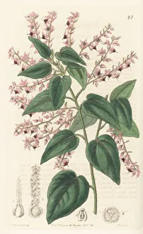 Shrub Prints: Helena velvet bush, Lasiopetalum bracteatum