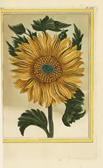Helianthus annuus, common sunflower