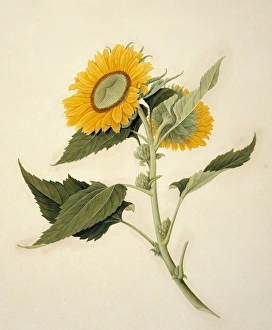 John Reeves Collection: Helianthus annuus, sunflower