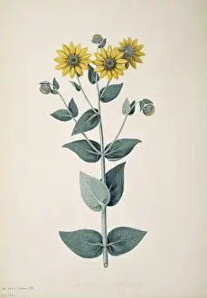 Compositae Prints: Helianthus mollis, downy sunflower