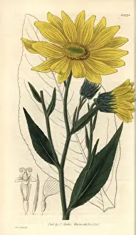 Sunflower Prints: Helianthus pubescens, Illinois sunflower