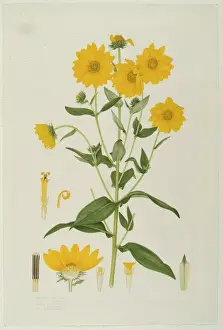 Artichoke Prints: Helianthus tomentosus, Jerusalem artichoke