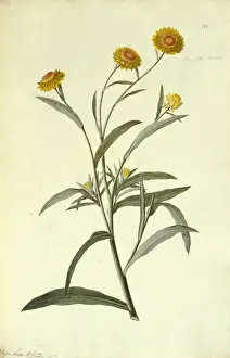 Compositae Prints: Helichrisum brachteatum, strawflower
