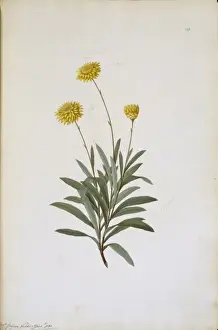 Compositae Prints: Helichrysum bracteatum, strawflower