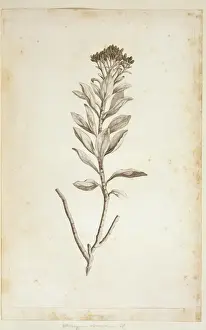 Helichrysum obconicum