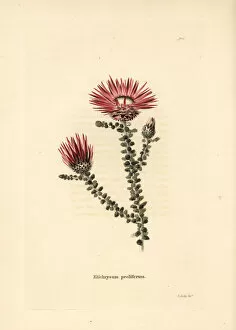 Loddiges Collection: Helichrysum proliferum