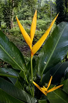 Heliconia (a species of Ginger) plant flowers at
