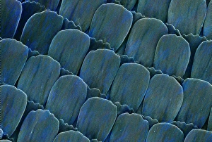 Micrograph Gallery: Heliconius doris, doris longwing