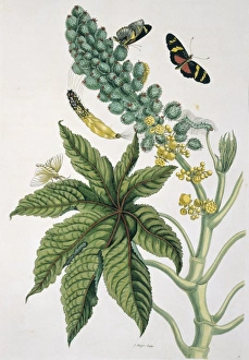 Anna Maria Sibylla Merian Gallery: Heliconius ricini