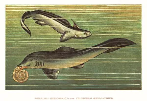 Triassic Prints: Helicoprion bessonowi and Xenacanthus decheni