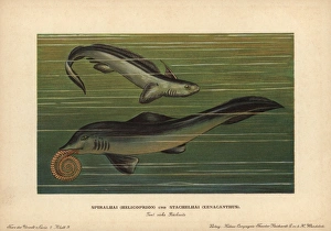 Tiere Gallery: Helicoprion with tooth whorl and Xenacanthus