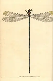 Helicopter damselfly, Mecistogaster lucretia