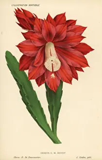 Cactus Prints: Heliocereus speciosus