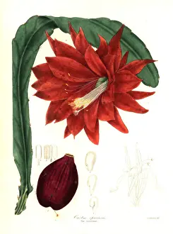 Botanist Prints: Heliocereus speciosus and seed