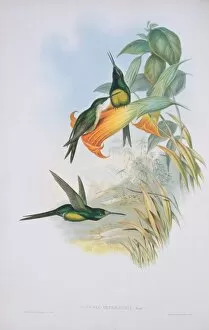 Apodiformes Gallery: Heliodoxa imperatrix, empress brilliant