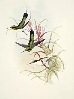 Apodiformes Gallery: Heliothrix aurita phainolaemus, black-eared fairy