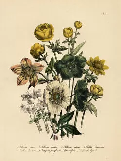 Americanus Gallery: Hellebore and globeflower species