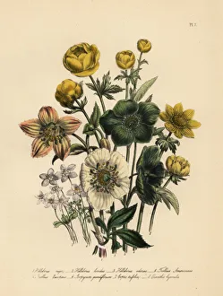 Niger Gallery: Hellebore and globeflower species