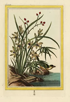 Buchoz Gallery: Helleborine orchid, Cephalanthera longifolia