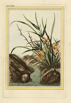 Helleborine orchid, Cephalanthera longifolia