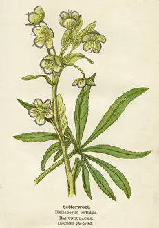 HELLEBORUS FOETIDUS