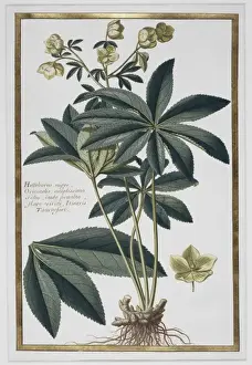 Helleborus kochii, false rose