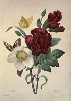Redoute Prints: Helleborus niger, Christmas rose