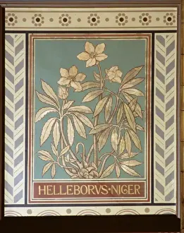 Helleborus niger, Christmas rose